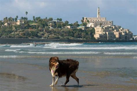 tel aviv cheap pet friendly hotels|The 10 best pet.